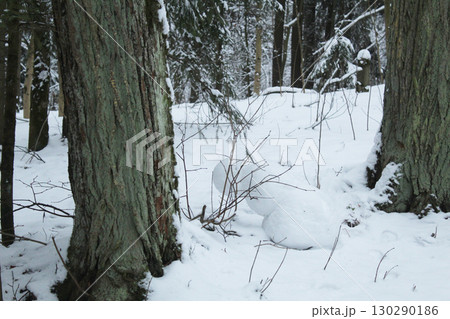 Snowman between trees on a white background. Winter activities Snowman between trees on a white background. Winter activities 130290186