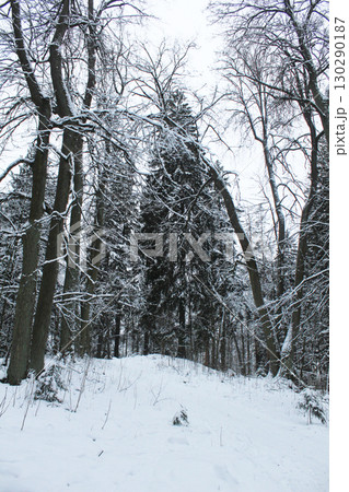 Christmas trees and trees in the snow. Vertical Photo 130290187