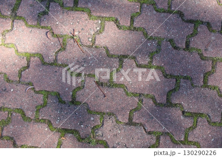 Paving slabs with grass between the seams close-up. Background Tiles 130290226