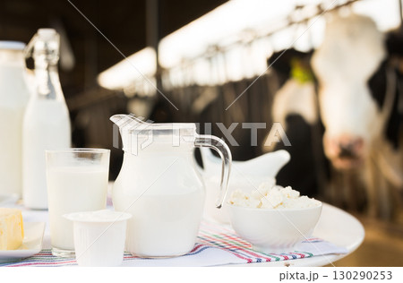 milk, cottage cheese, cream, cheese on table against background of cows milk, cottage cheese, cream, cheese on table against background of cows 130290253