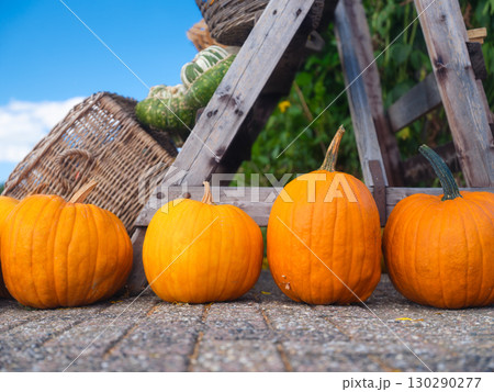 Ripe pumpkins at the end of the season. Agriculture and vegetable growing. Food production. Ripe pumpkins at the end of the season. Agriculture and vegetable growing. Food production. 130290277