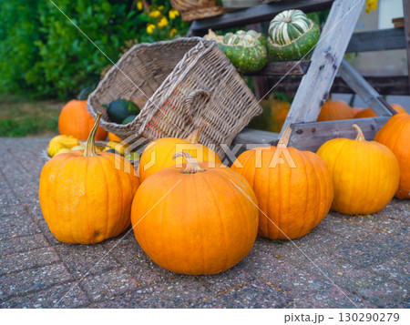 Ripe pumpkins at the end of the season. Agriculture and vegetable growing. Food production. 130290279