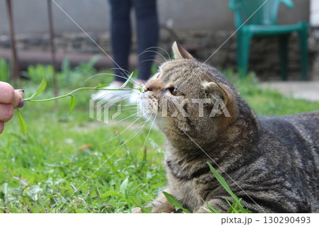 The domestic short-haired grey striped cat plays outside on the grass. close-up. Summer, street cat 130290493