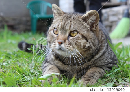 portrait of a gray home striped cat. The cat lies on the grass in the street and looks directly into the camera. Sad disgruntled cat 130290494