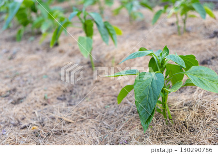 Mulching the topsoil on a vegetable bed with mowed grass from the lawn. production of biohumus organic fertilizer. Earth erosion. 130290786