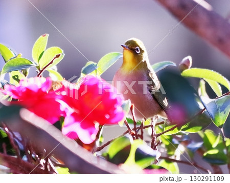 山茶花の花とかわいいメジロ 130291109