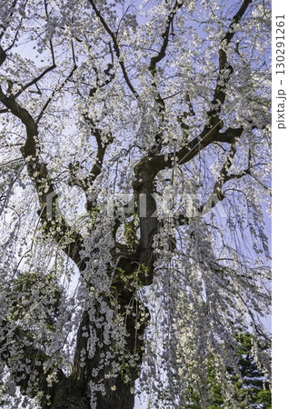 満開になった弘前のシダレザクラ 130291261