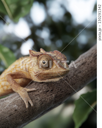 Chameleon reptile on a branch with camouflage in nature wildlife closeup eyes 130291342