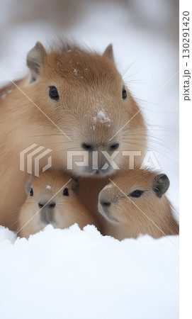 Capybara family in the snow depicting wildlife and nature in a tranquil winter scene Capybara family in the snow depicting wildlife and nature in a tranquil winter scene 130291420