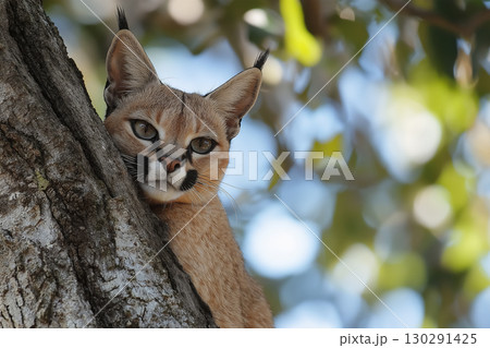 Caracal wildlife feline in nature, predator cat on tree in forest, with animal fur and ears. 130291425
