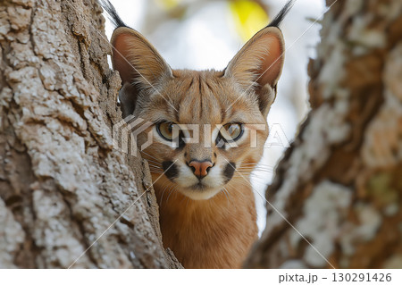 Caracal lynx wild feline in nature, exotic animal wildlife with sharp eyes and distinctive ears 130291426