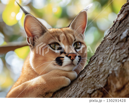 Caracal lynx resting on tree with vibrant fur and alert eyes in a natural setting 130291428