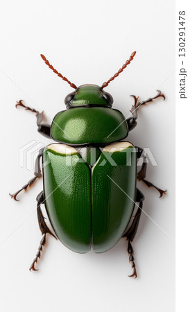 Closeup of a vibrant green beetle with detailed insect features captured in nature photography 130291478