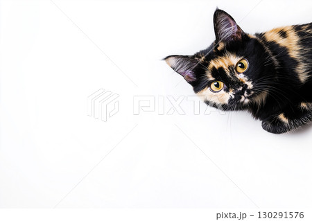 Tortoiseshell cat portrait with bright eyes and colorful fur pattern 130291576