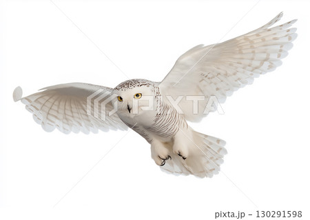 Majestic snowy owl in flight showcasing wildlife beauty with white feathers and sharp eyes. 130291598