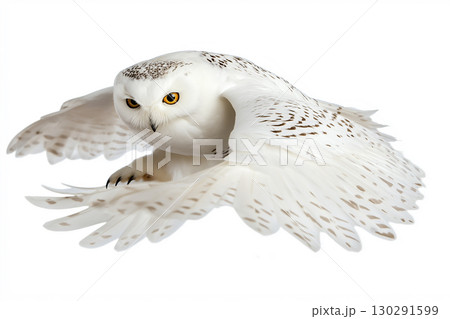 Majestic snowy owl in flight with spread wings showcasing white feathers in the wild Majestic snowy owl in flight with spread wings showcasing white feathers in the wild 130291599