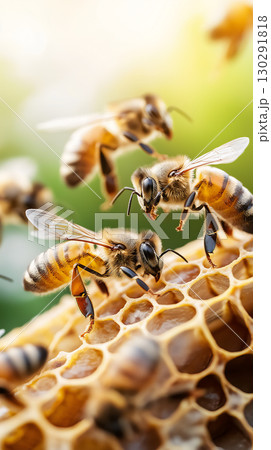 Closeup of bees on honeycomb showcasing insects, pollination, and natural environment beauty. 130291818