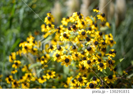 ルドベキア 夏 黄色い 花 イメージ 130291831