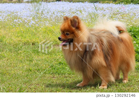 ポメフェス会場は絶好のワンちゃん天国ー四 130292146