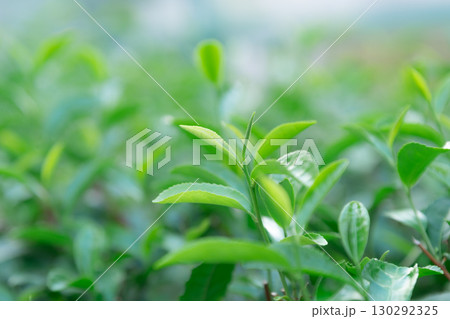 茶　茶葉 130292325