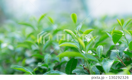 茶 茶葉 茶 茶葉 130292326
