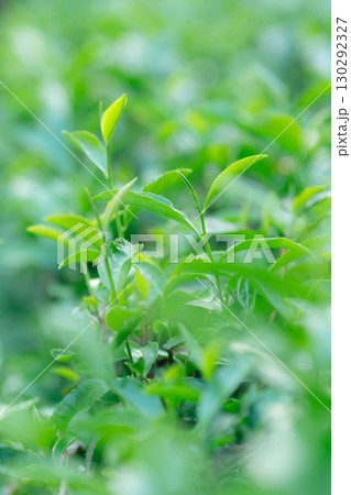 茶 茶葉 茶 茶葉 130292327