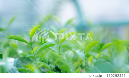 茶　茶葉 130292331