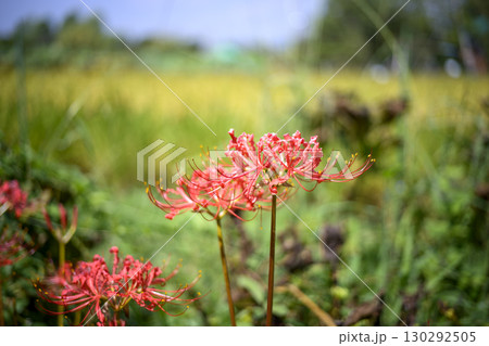 彼岸花 ヒガンバナ 秋の花 お花 秋素材 9月 130292505