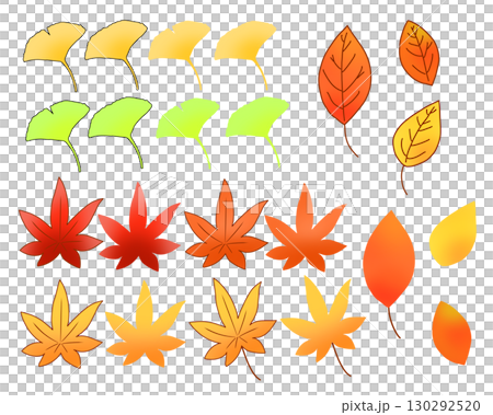 Autumn leaves, ginkgo, maple 130292520