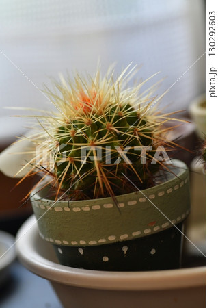 植物 植物 130292603