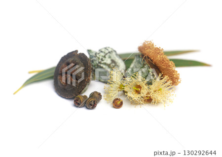 Traditional medicine concept. Eucalyptus seeds, flowers and green leaves on white background 130292644