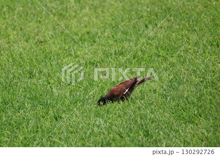緑の草むらに餌をついばむインドハッカのいる風景 緑の草むらに餌をついばむインドハッカのいる風景 130292726