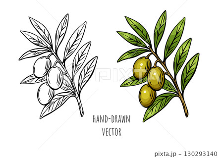 Olive branch sketch in color and engraving black outline 130293140