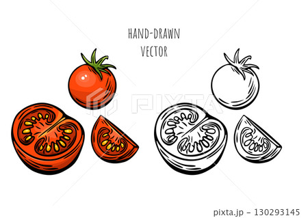 Tomato sketch illustration in color and engraved black style 130293145