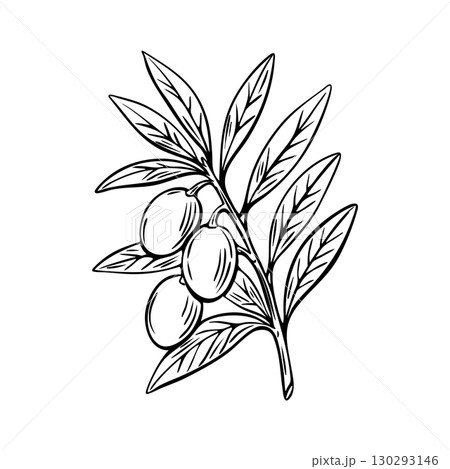 Olive branch engraving black and white Mediterranean sketch 130293146