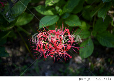 彼岸花 ヒガンバナ 花 秋 9月 イメージ 130293513