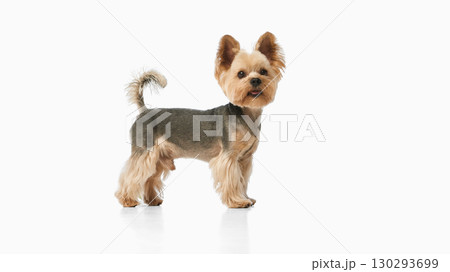 Yorkshire terrier standing on white background looking curious Yorkshire terrier standing on white background looking curious 130293699