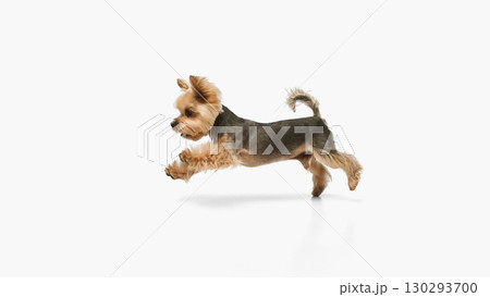 Yorkshire terrier mid-air jump with full stretch in side view Yorkshire terrier mid-air jump with full stretch in side view 130293700