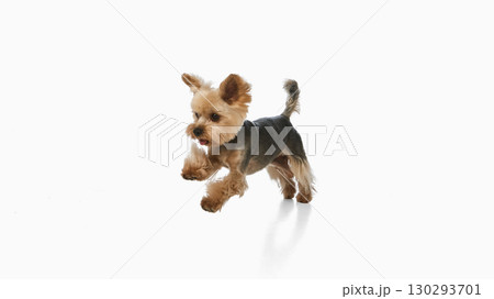 Small Yorkshire terrier running forward with playful expression Small Yorkshire terrier running forward with playful expression 130293701