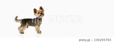 Yorkie dog standing sideways with tongue out 130293703
