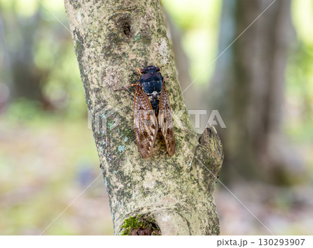 木にとまるアブラゼミ 木にとまるアブラゼミ 130293907