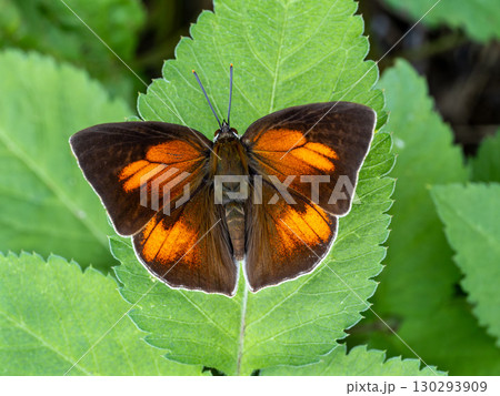 葉の上で羽を開いたウラギンシジミ 130293909
