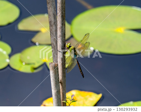 池に生えているガマの枯草にとまって休んでいるギンヤンマ 130293932