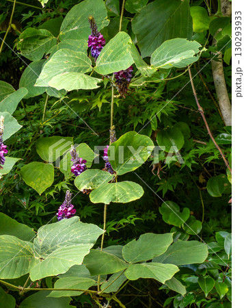 クズの花 130293933