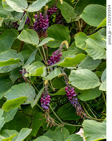 クズの花 130293934