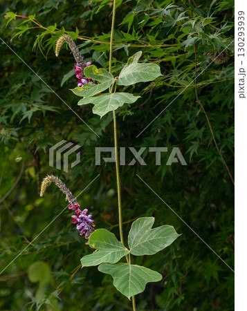 クズの花 130293939