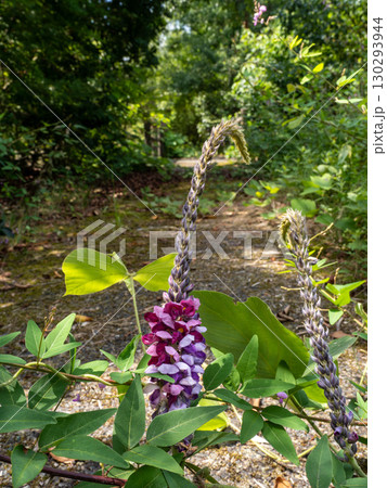 クズの花 130293944