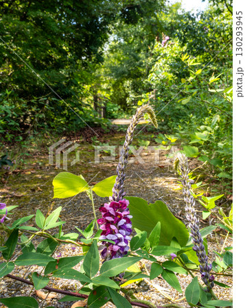 クズの花 130293945