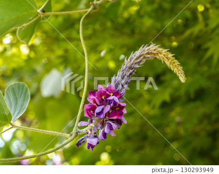 クズの花 130293949
