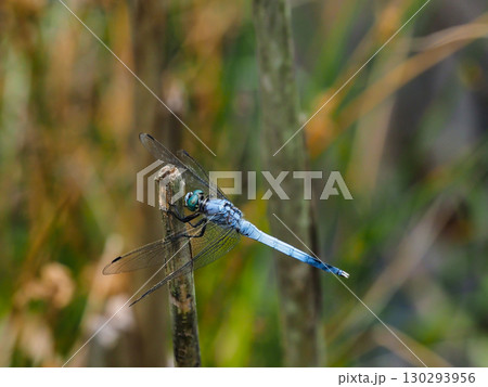 池の枯草にとまるオスのシオカラトンボ 130293956